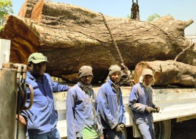 9 JJN Giant Logs Cluster 3 1st pic