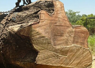 9 JJN Timbers Giant Log Milling Cluster 3 pic 1
